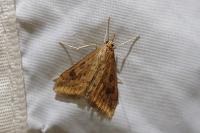 Udea ferrugalis