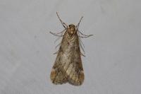 Alsophila aescularia