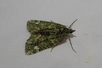 Chloroclysta siterata