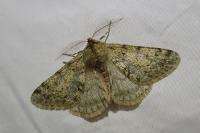 Phigalia pilosaria