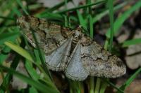 Agriopis leucophaearia