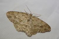 Ectropis crepuscularia
