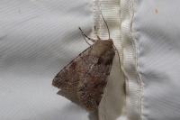 Orthosia incerta