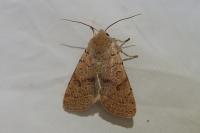 Orthosia cerasi