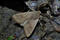 Orthosia cruda