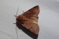 Cerastis rubricosa