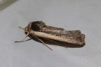 Ochropleura leucogaster