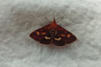 Pyrausta purpuralis