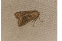 Orthosia cerasi