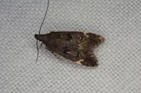Dichomeris alacella