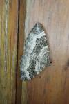 Epirrhoe alternata