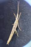 Ypsolopha mucronella