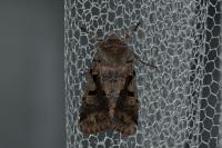 Orthosia gothica