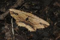 Menophra abruptaria