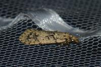 Diurnea fagella
