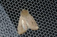 Orthosia cruda
