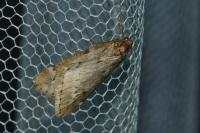 Alsophila aescularia