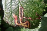 Stigmella aurella
