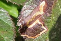 Stigmella aurella