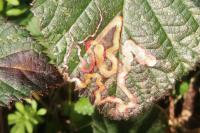 Stigmella aurella