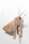 Orthosia cerasi