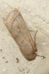 Orthosia cerasi