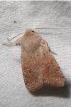Orthosia cruda