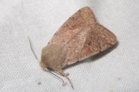 Orthosia cruda