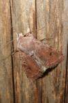 Orthosia incerta