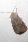 Orthosia populeti