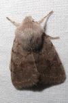 Orthosia populeti