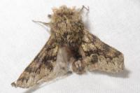 Apocheima hispidaria
