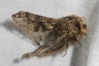 Apocheima hispidaria