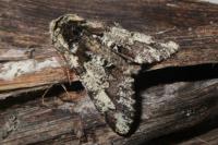 Biston strataria