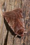Cerastis rubricosa