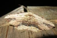 Menophra abruptaria