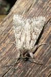 Xylocampa areola