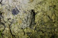 Xylocampa areola