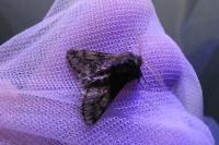 Apocheima hispidaria