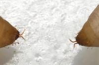 Zelleria oleastrella