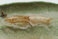 Zelleria oleastrella