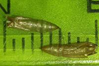 Zelleria oleastrella