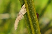 Coleophora calycotomella