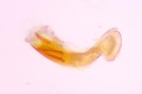 Acleris hastiana