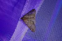 Alsophila aescularia