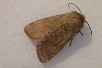 Orthosia cruda