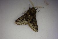 Apocheima hispidaria