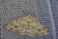 Ectropis crepuscularia