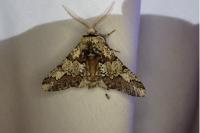 Biston strataria