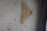 Phigaliohybernia marginaria